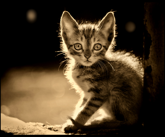 .. sepia sweety ..