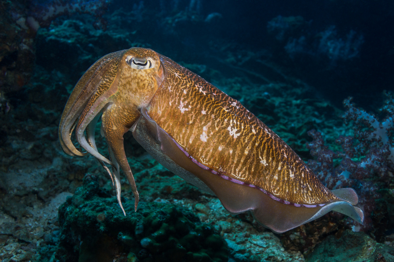 Sepia (Thailand)