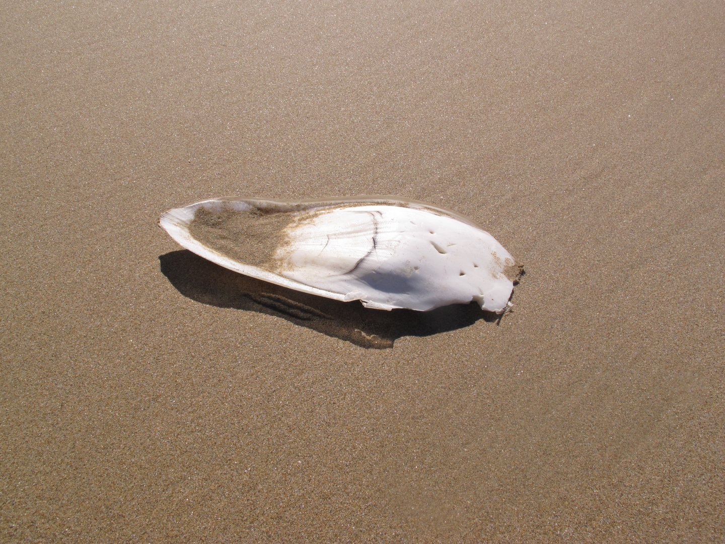 Sepiaschale am Strand