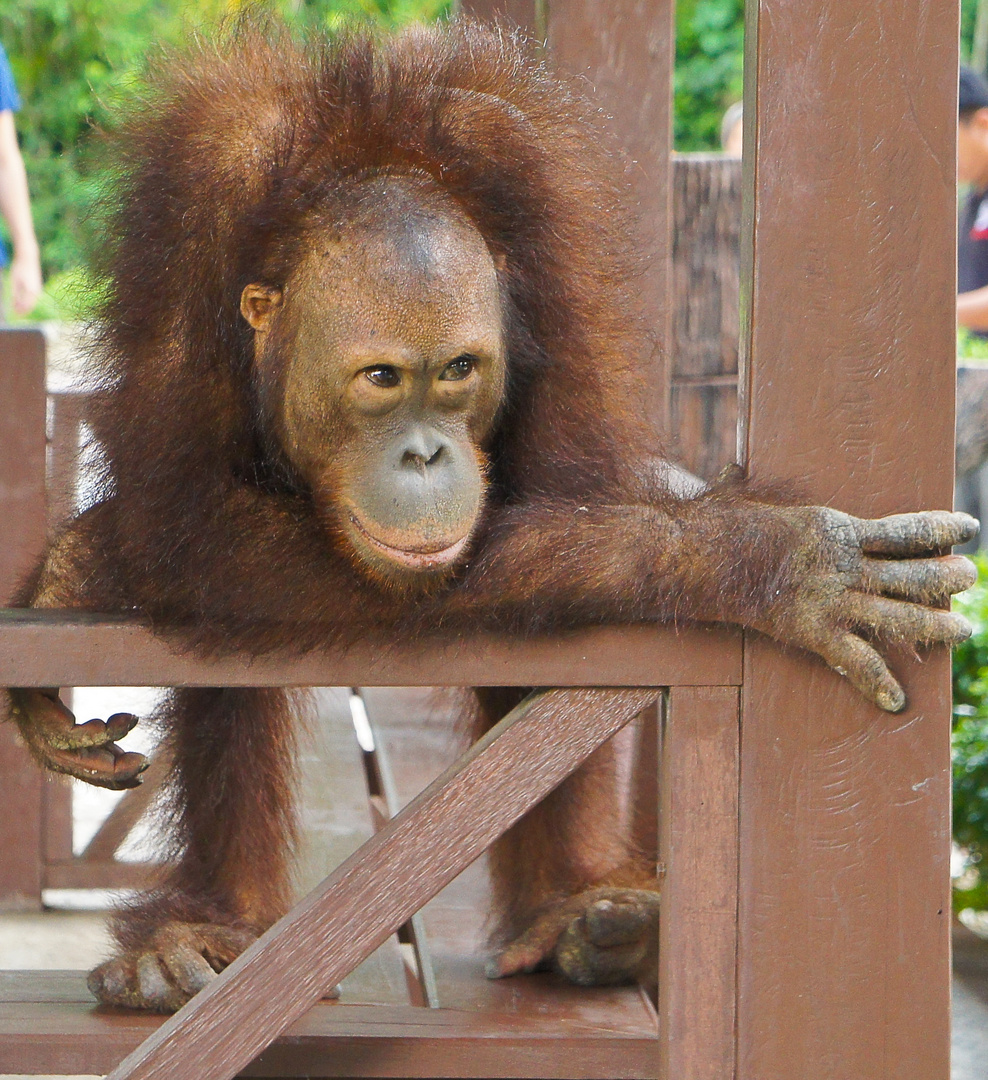 Sepilok center resident