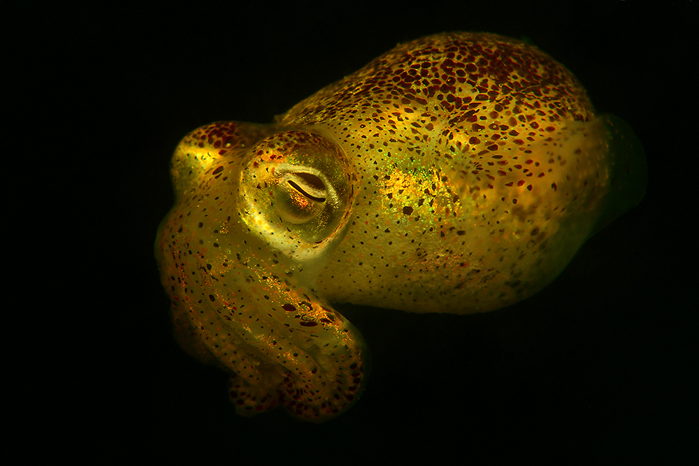 Sepiola atlantica