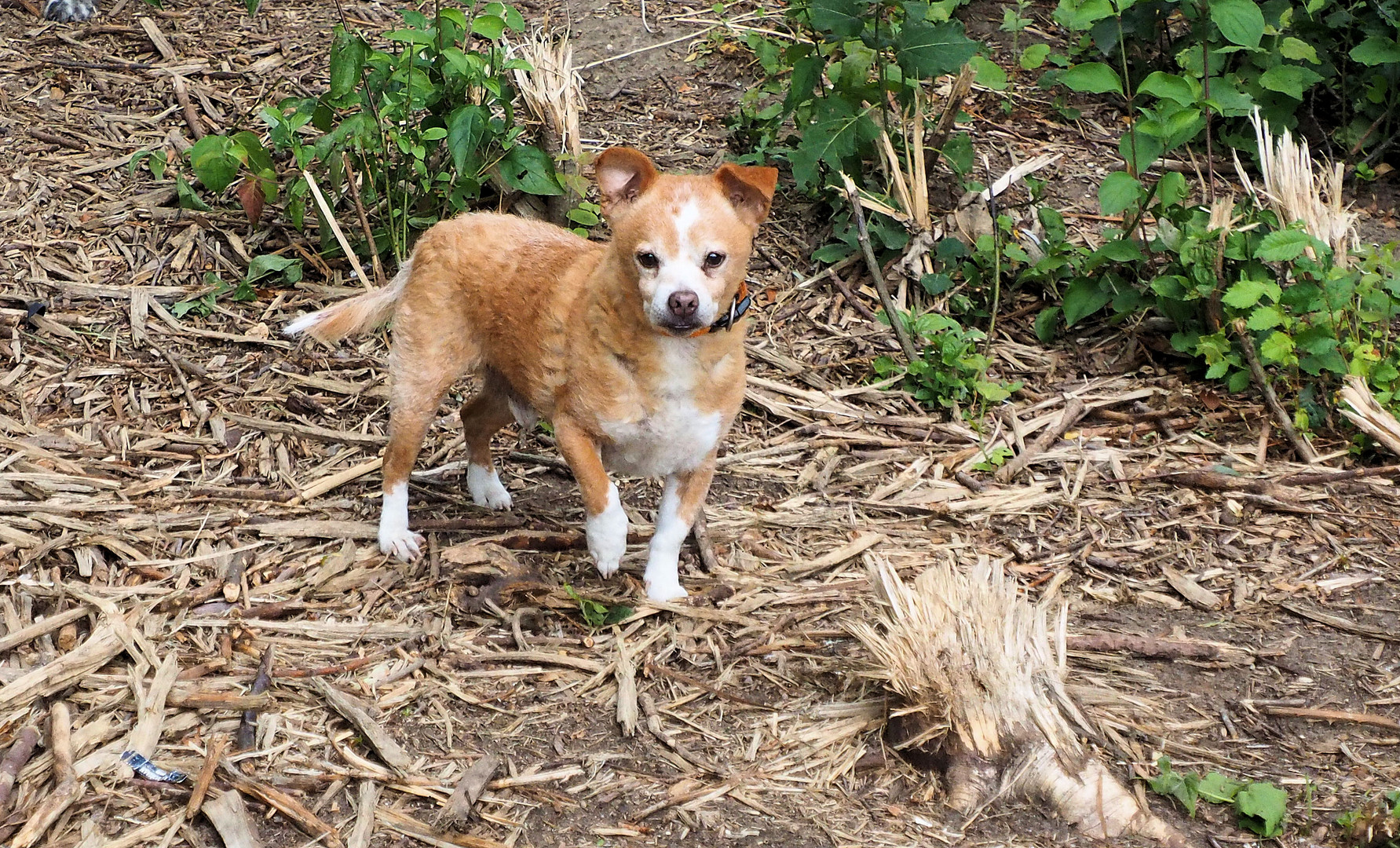 Seppi im Wald ...