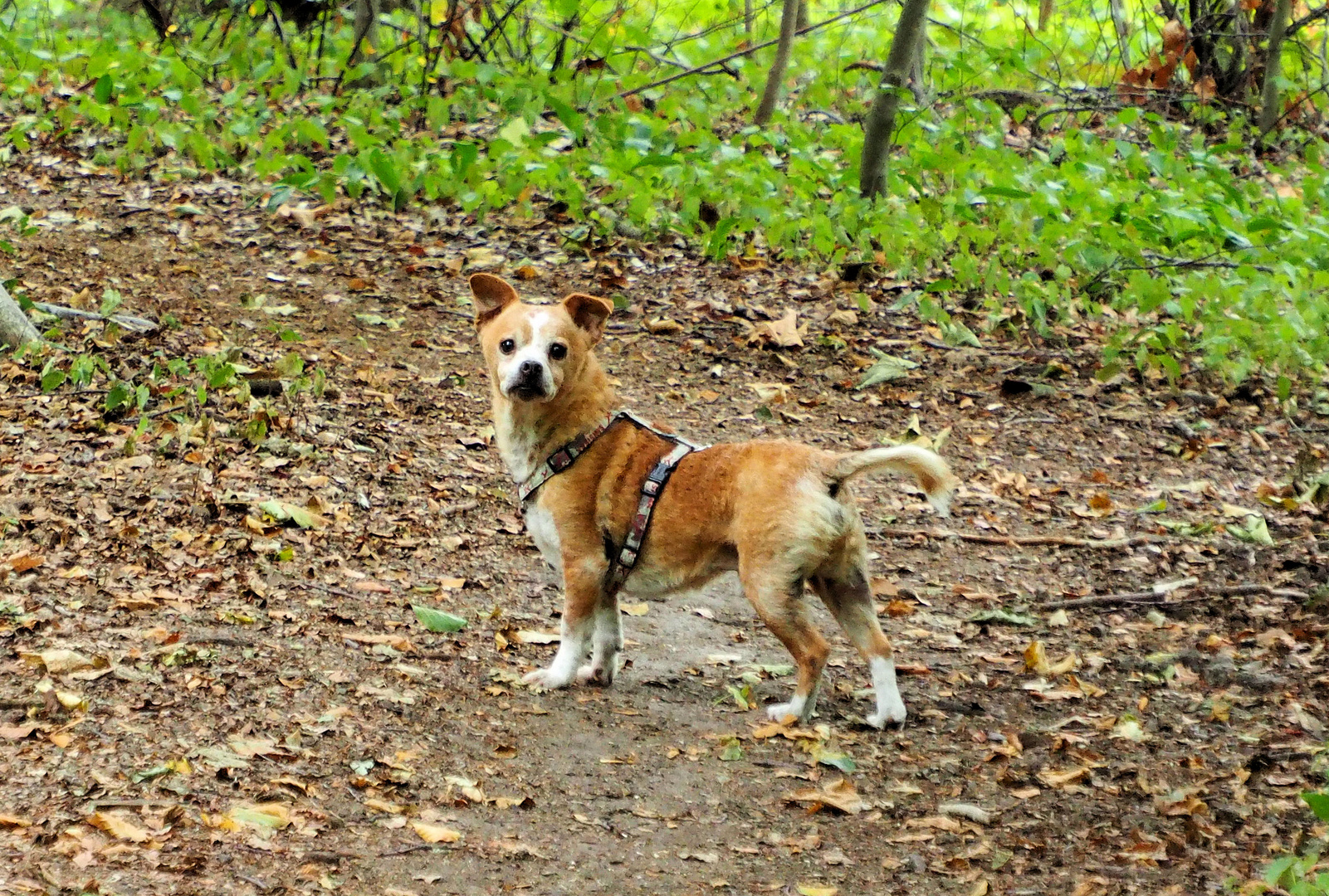 Seppi sagt .. los es geht in den Wald ..