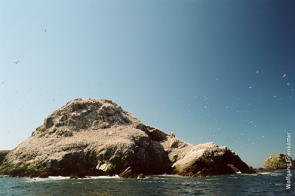 Sept Îles - Île Rouzic