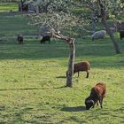 Sept tondeuses dans le pré