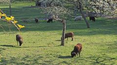 Sept tondeuses dans le pré