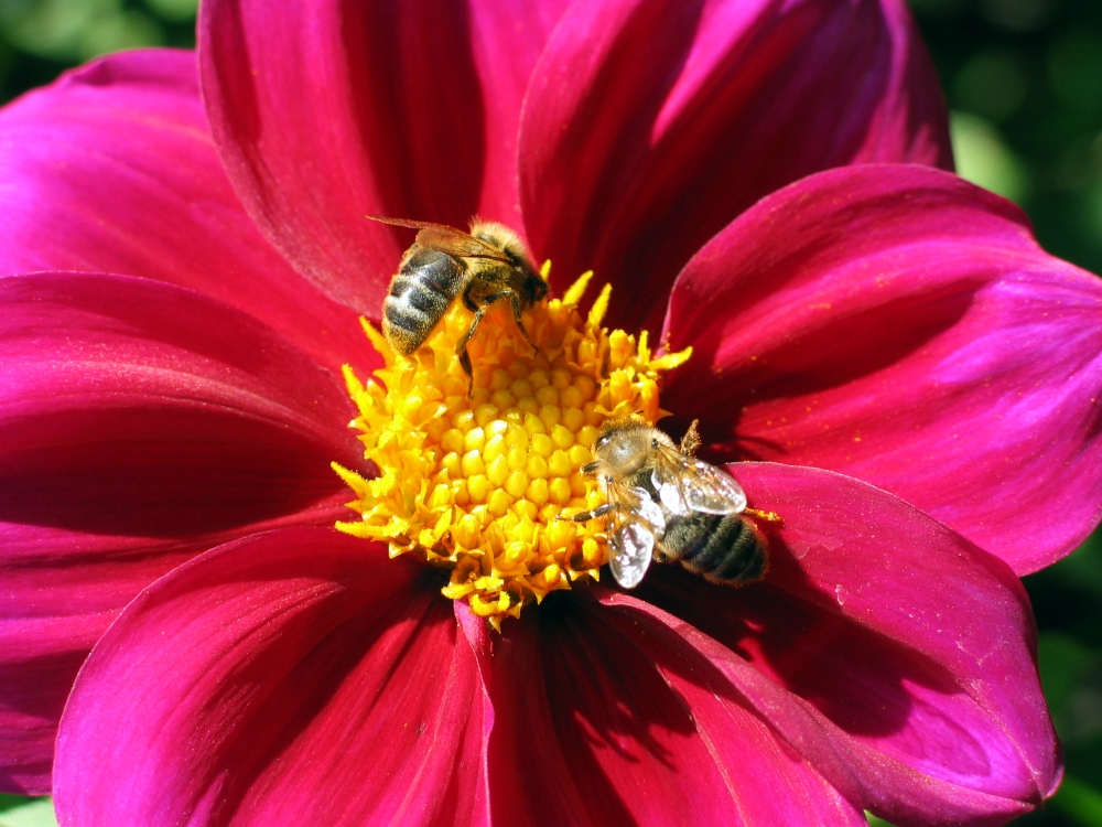 September 2007; Garten von Monet, Giverny