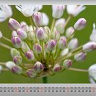 September 2010 (Allium suaveolens)