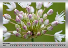 September 2010 (Allium suaveolens)