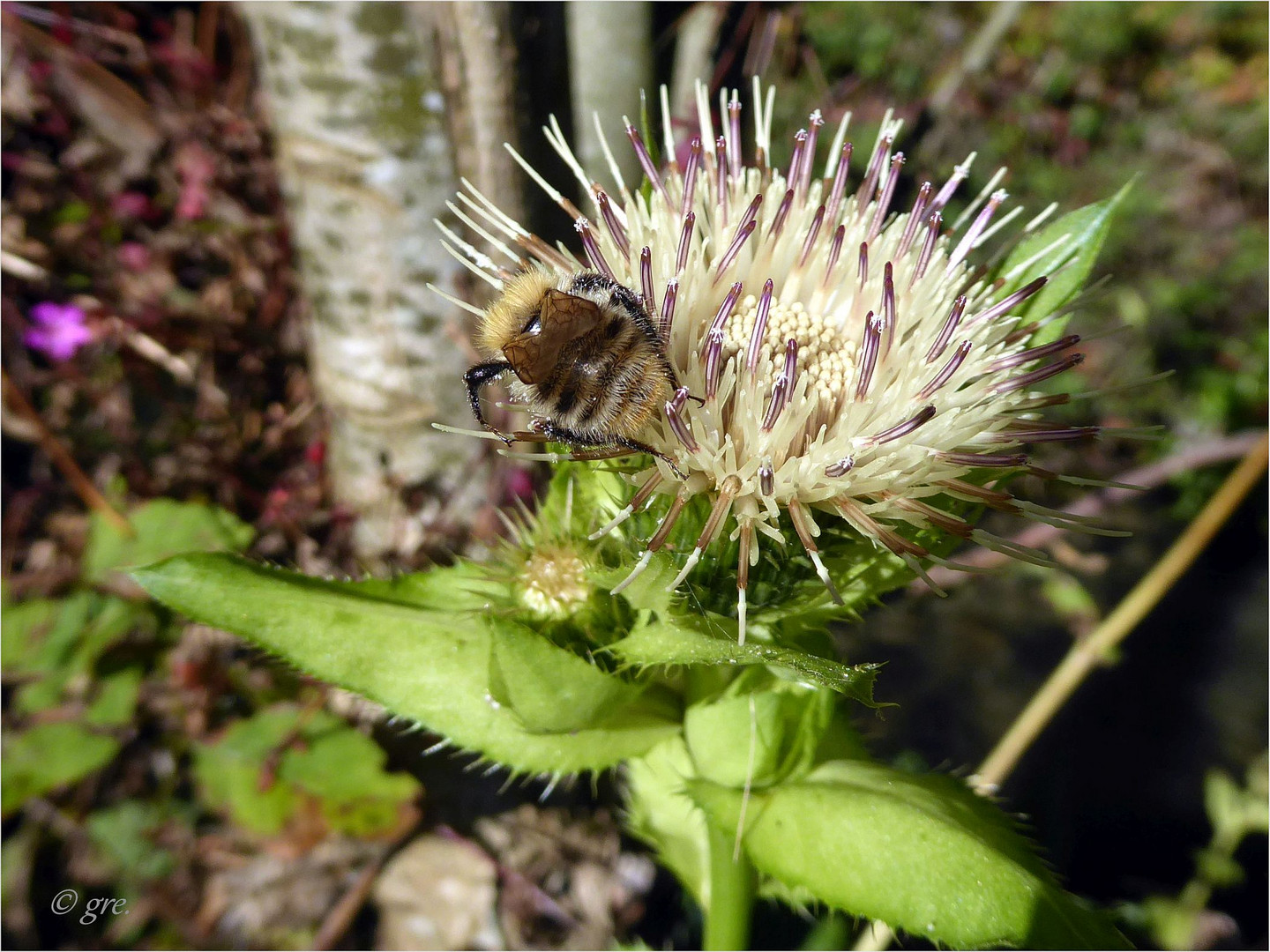 September-Blümchen