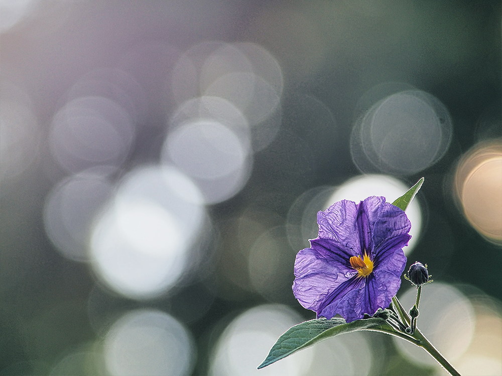 September Blume (Mittwochsblümchen)