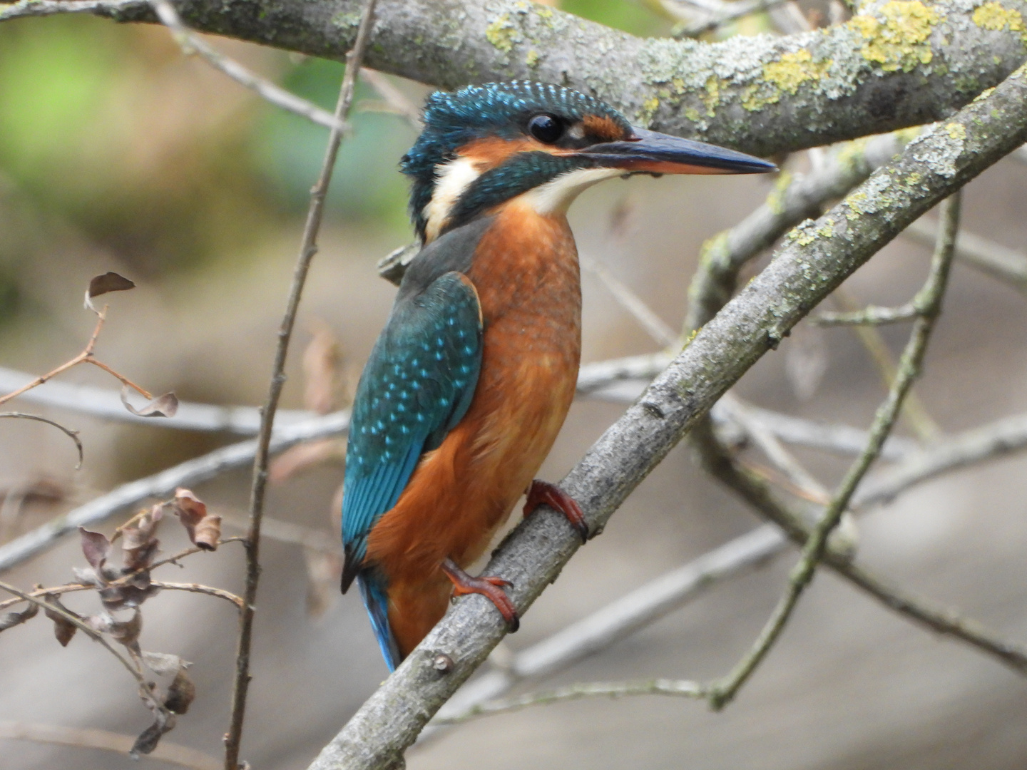 September-Eisvogel ........