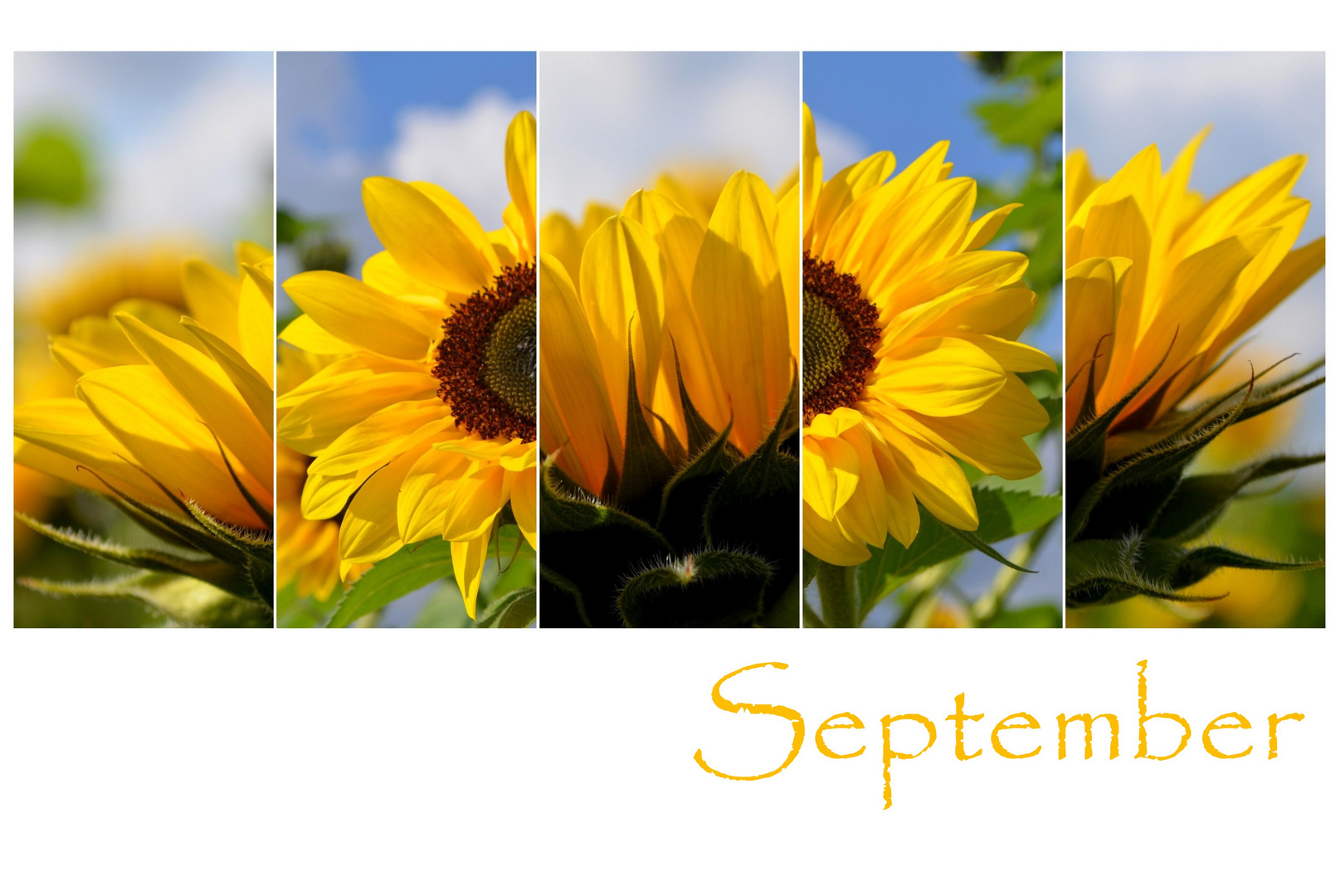 September-Farben