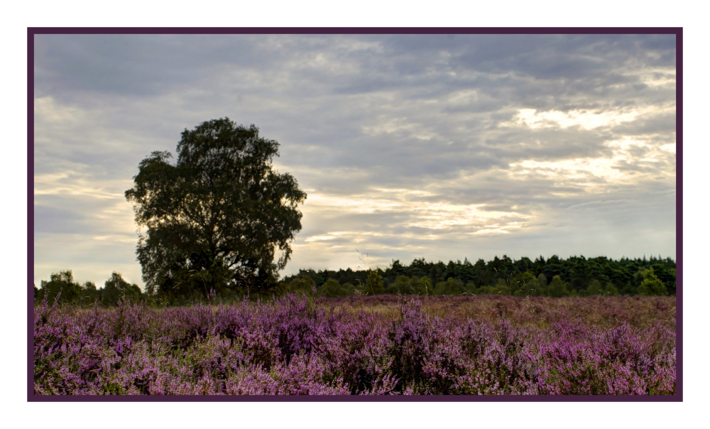 September - Heideblüte