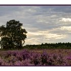 September - Heideblüte