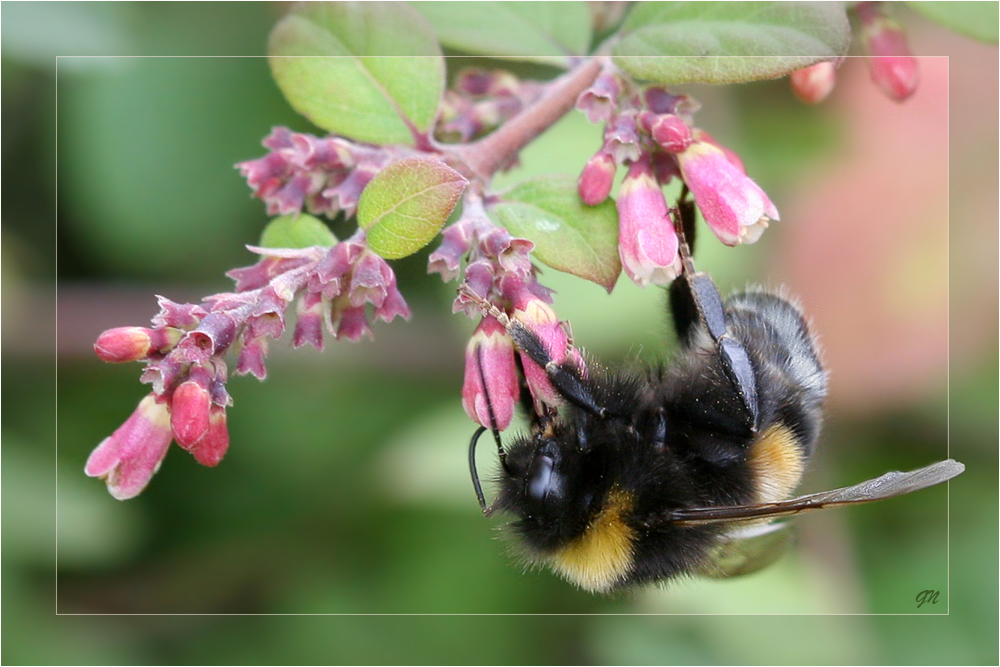 September Hummel (2)