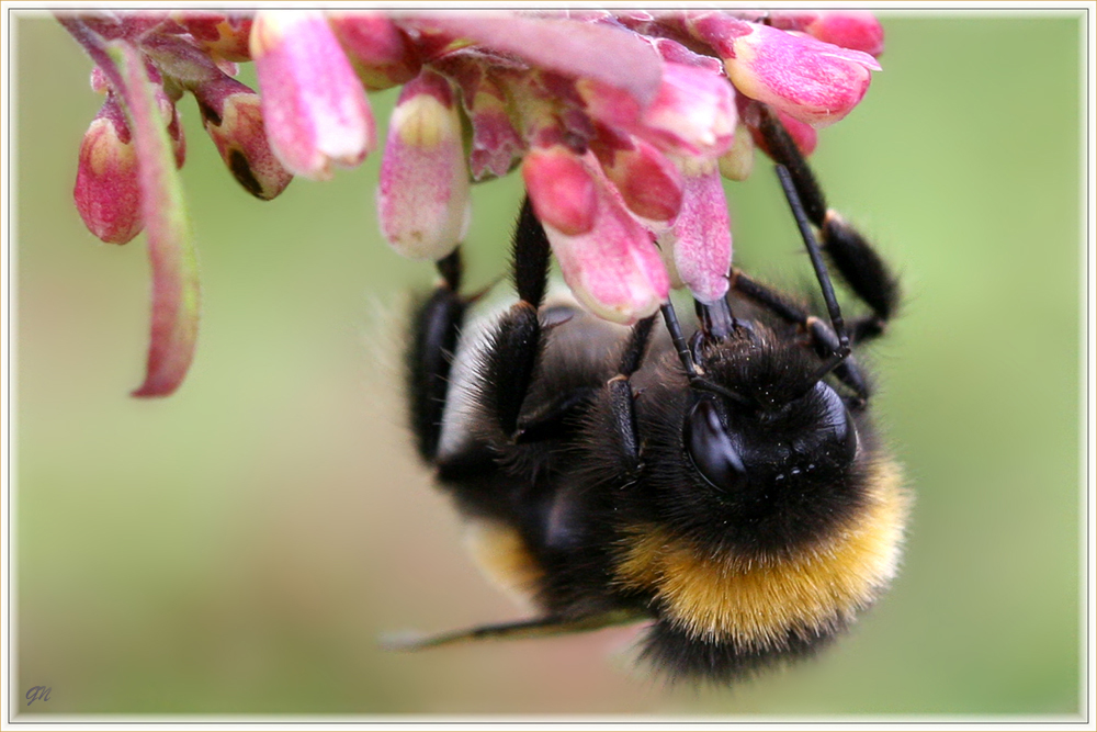 September Hummel