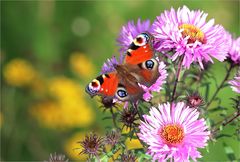 September im Garten