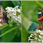 September im Garten*