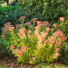 September im Garten