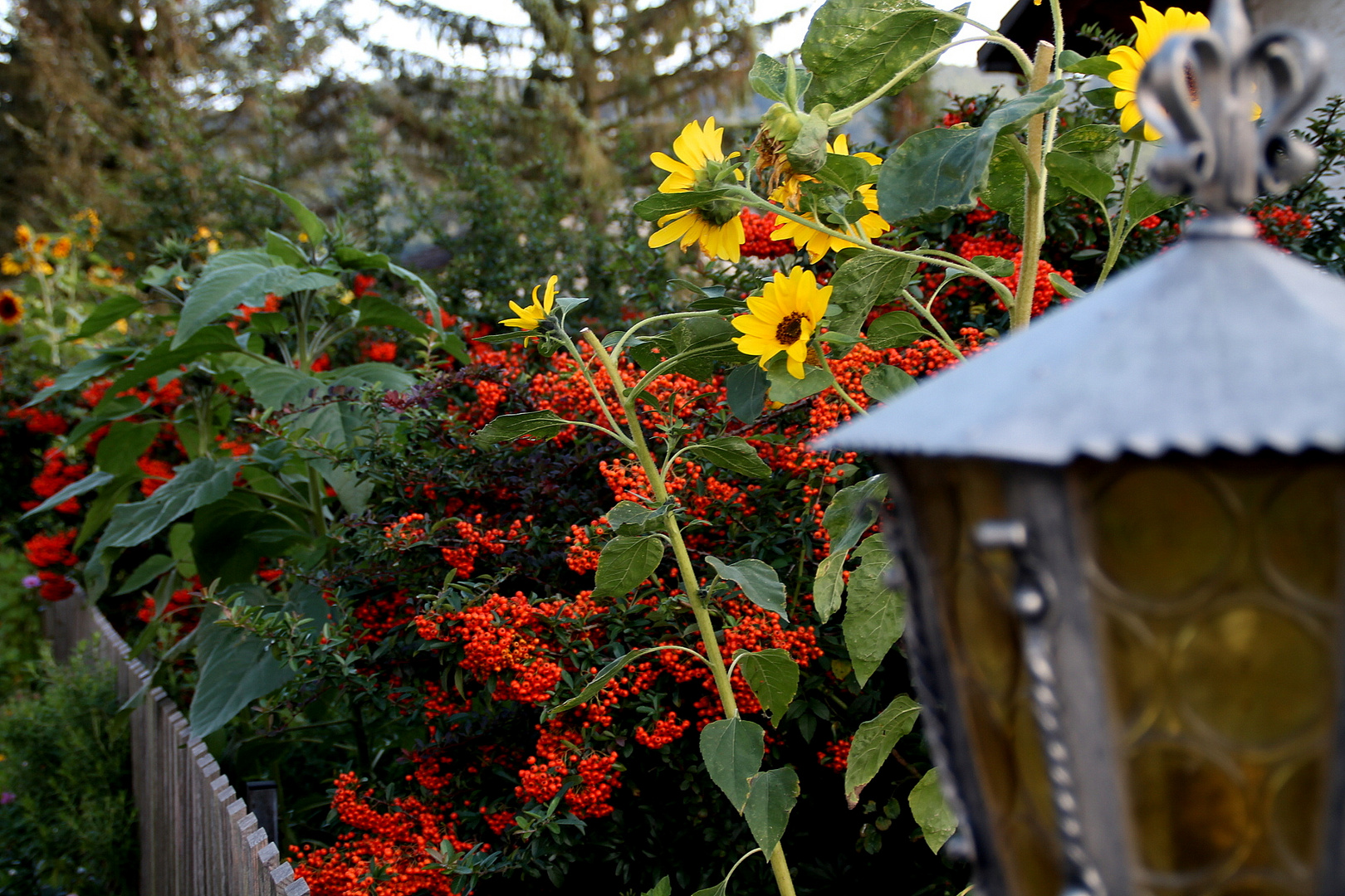 September im Garten bei Kunstcarlo in Wanfried Heldra in Deutschland