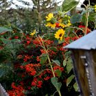 September im Garten bei Kunstcarlo in Wanfried Heldra in Deutschland