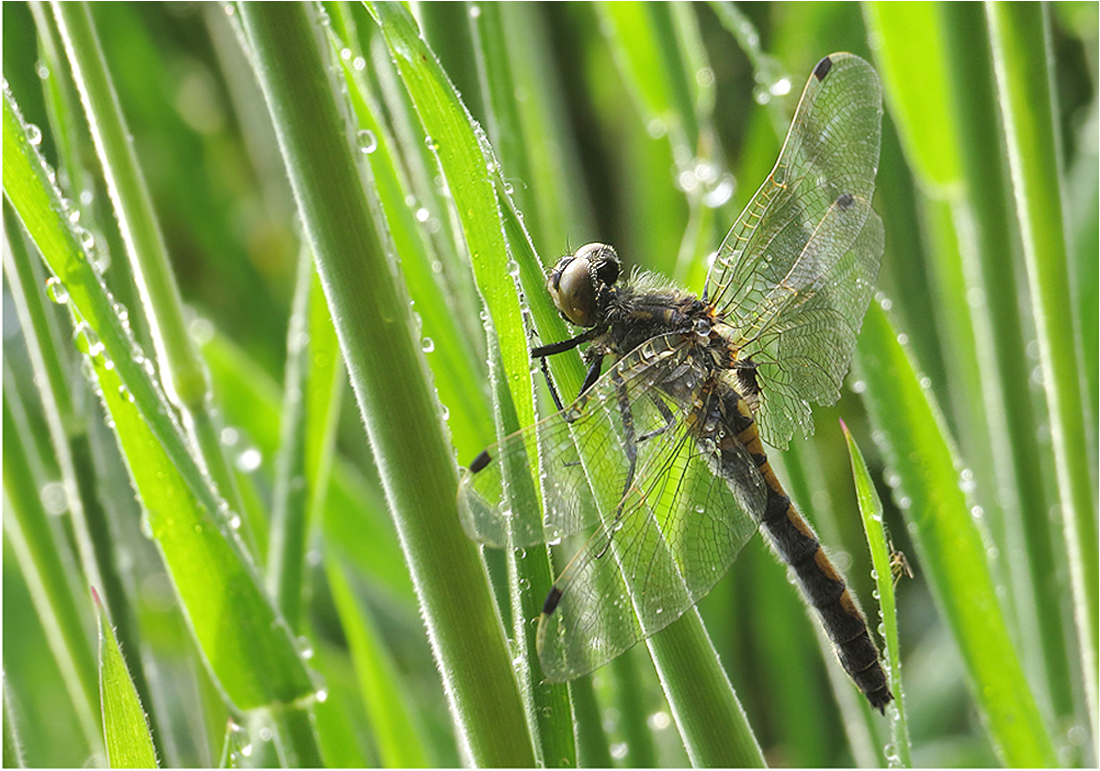  September im Moor