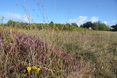 September in der Heide /Insel Hiddensee 