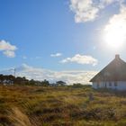 September in der Heide /Insel Hiddensee 