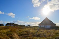 September in der Heide /Insel Hiddensee 