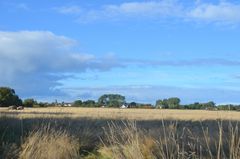 September in der Heide /Insel Hiddensee 