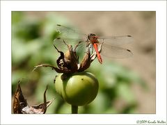 September in Mutters Garten_1