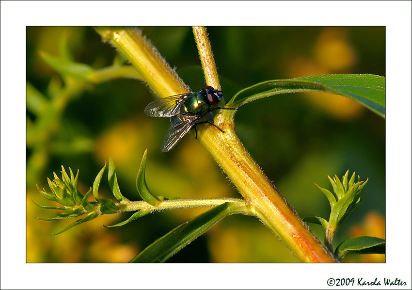 September in Mutters Garten_2