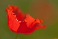 September - Mohn