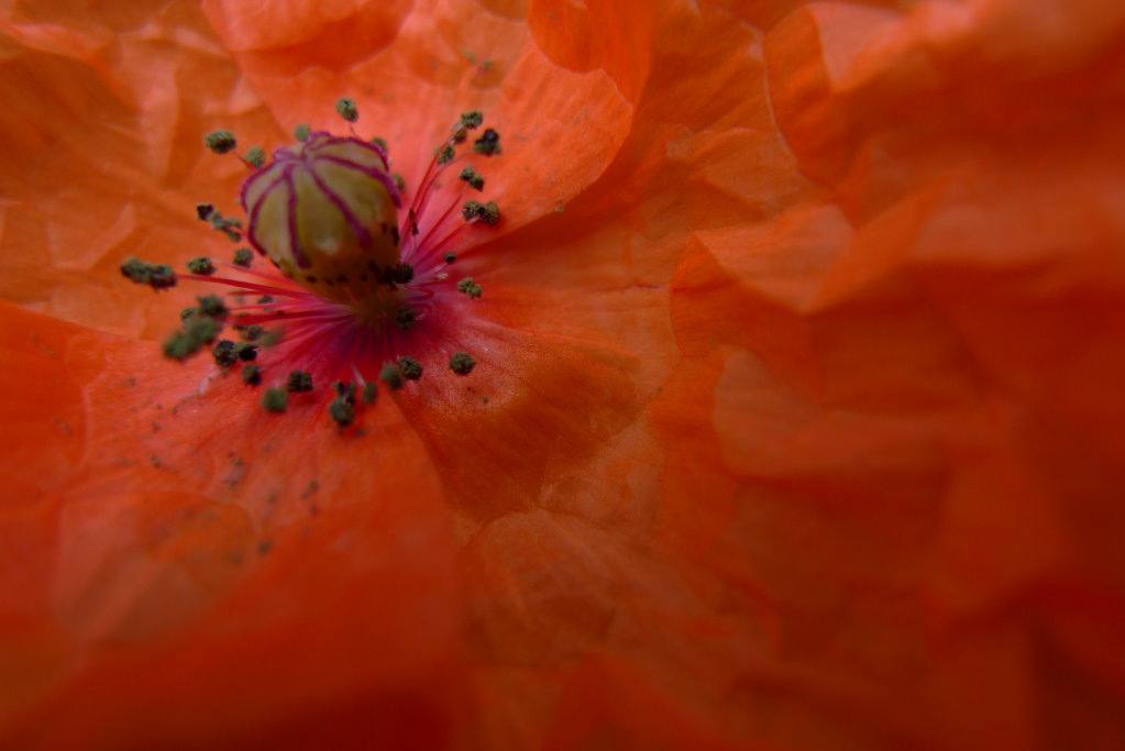 September Mohn