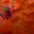 September Mohn