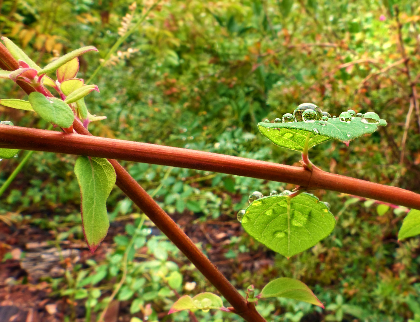 september-rain