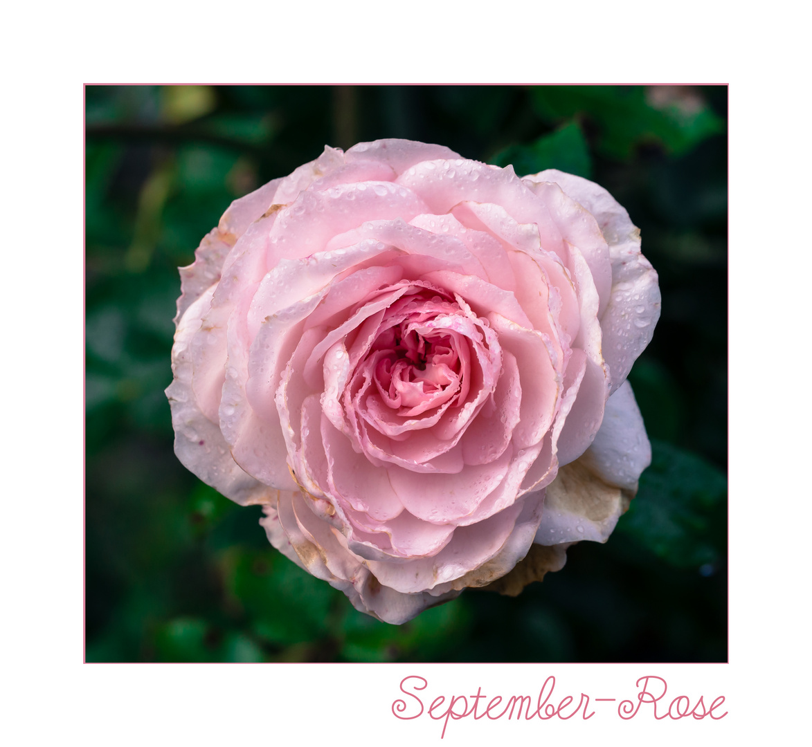 September-Rose