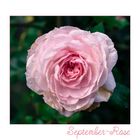 September-Rose