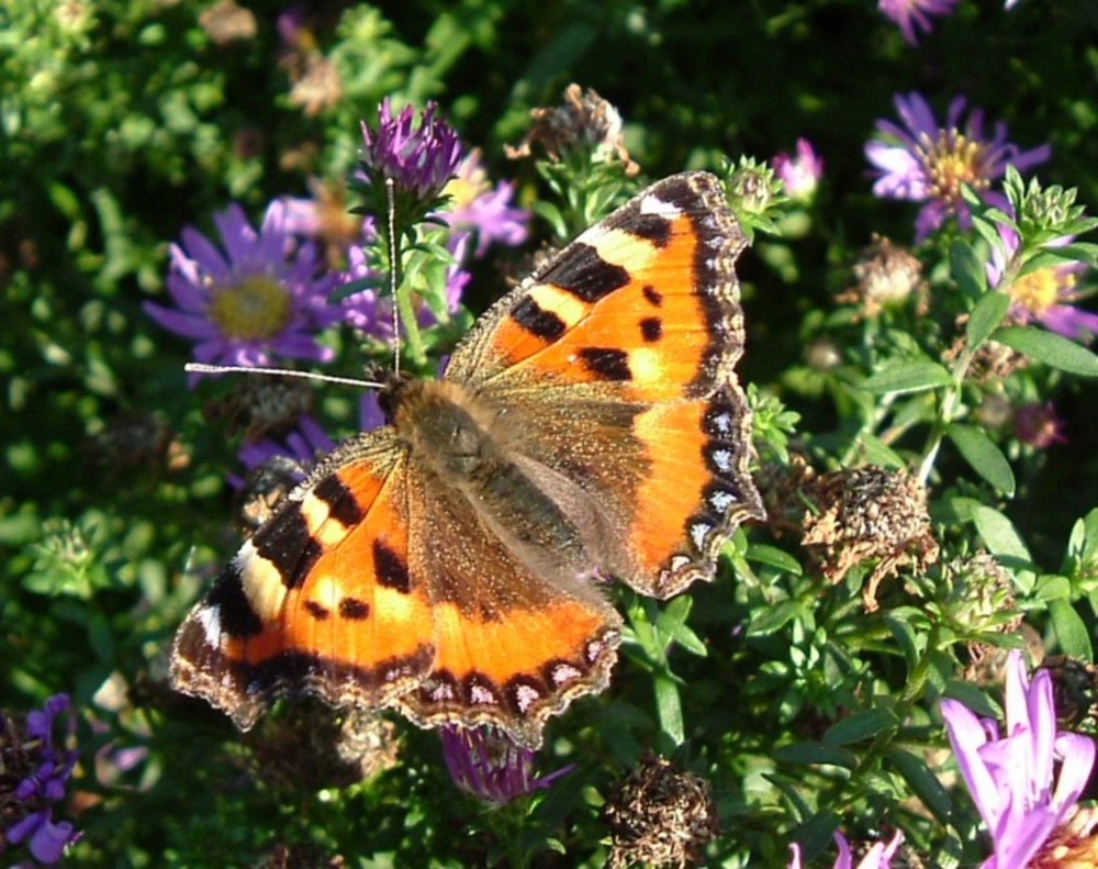 September Schmetterling