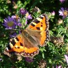 September Schmetterling