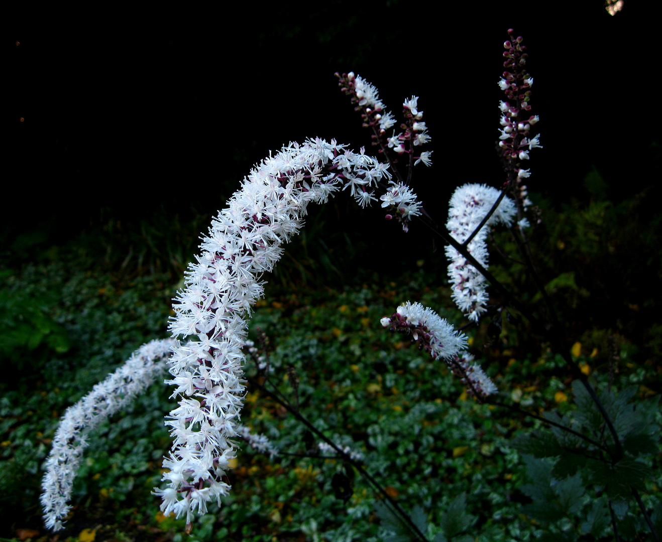 September-Silberkerze, Trauben-Silberkerze