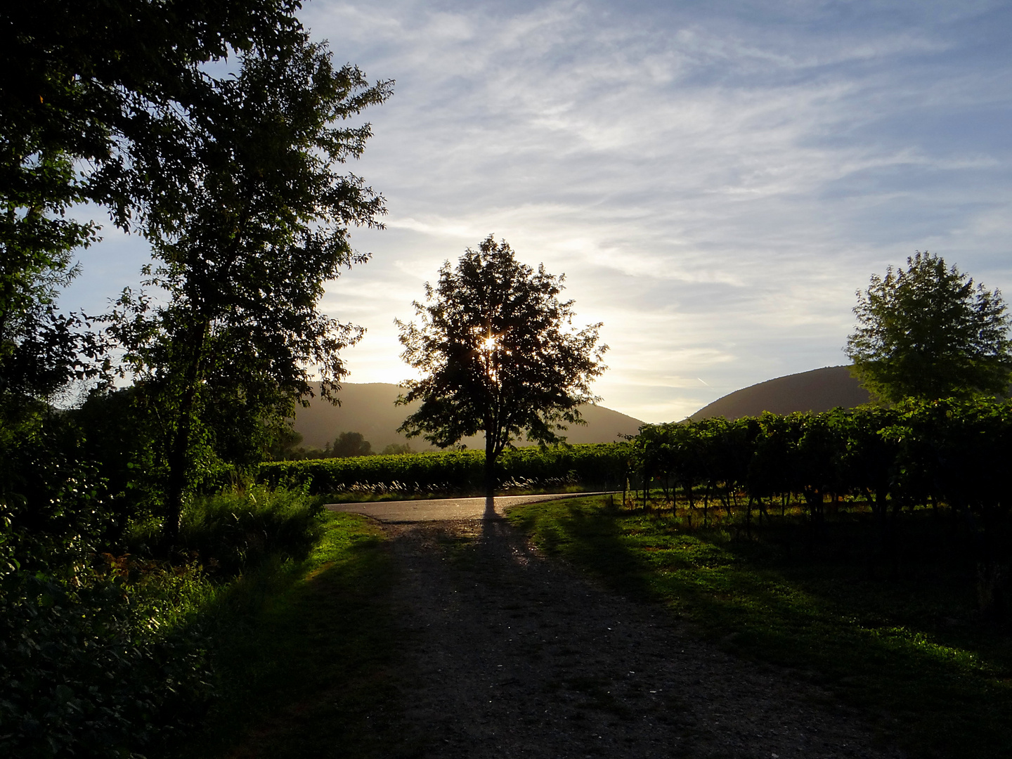 Septemberabend in den Weinbergen...