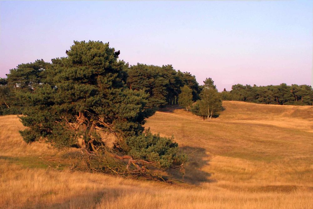 Septemberabends in der Westruper - Heide