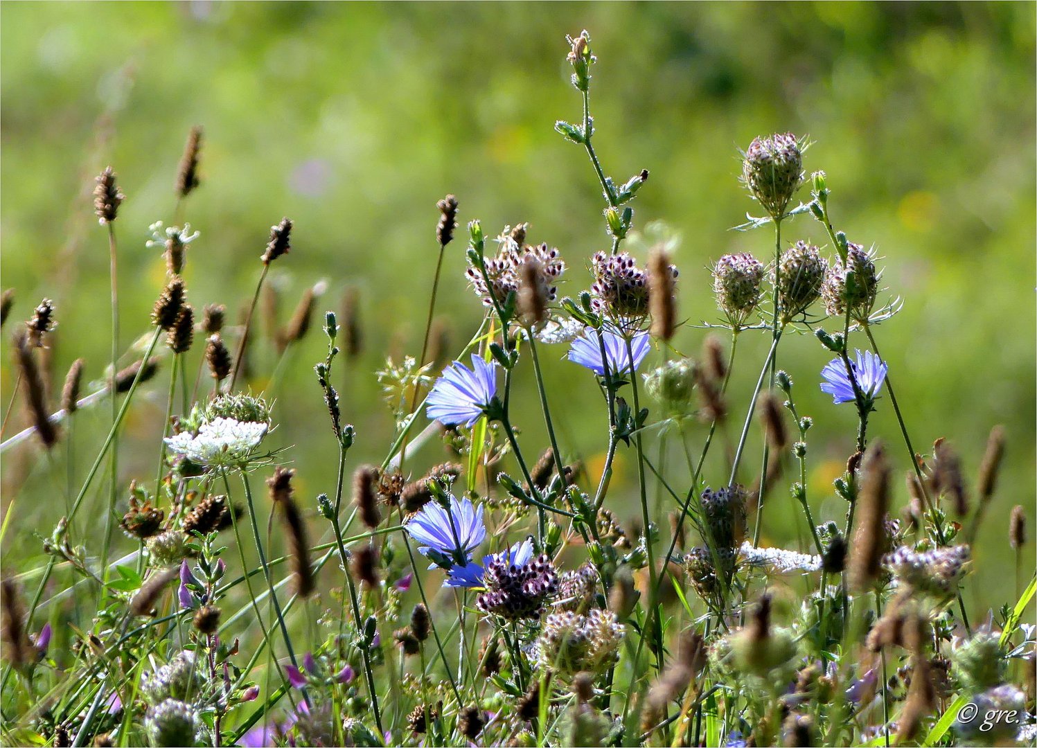 Septemberblümchen