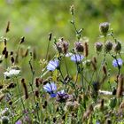 Septemberblümchen