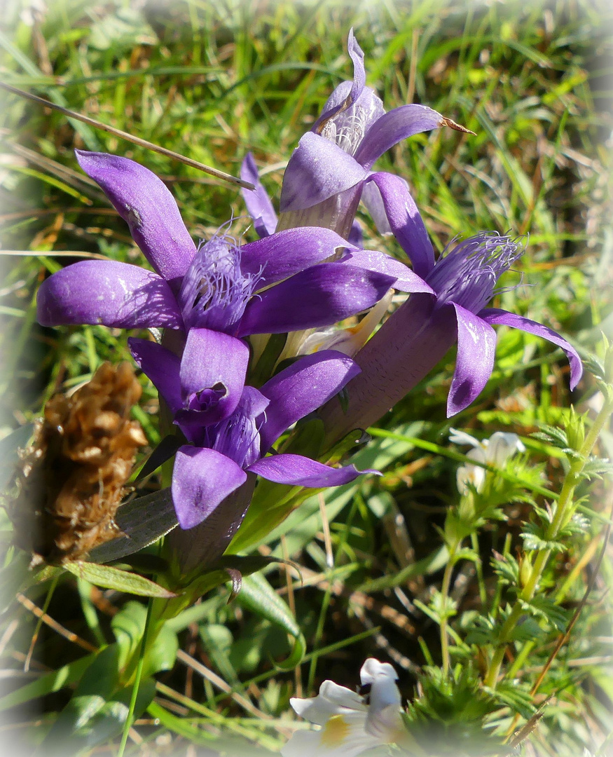 Septemberblümchen