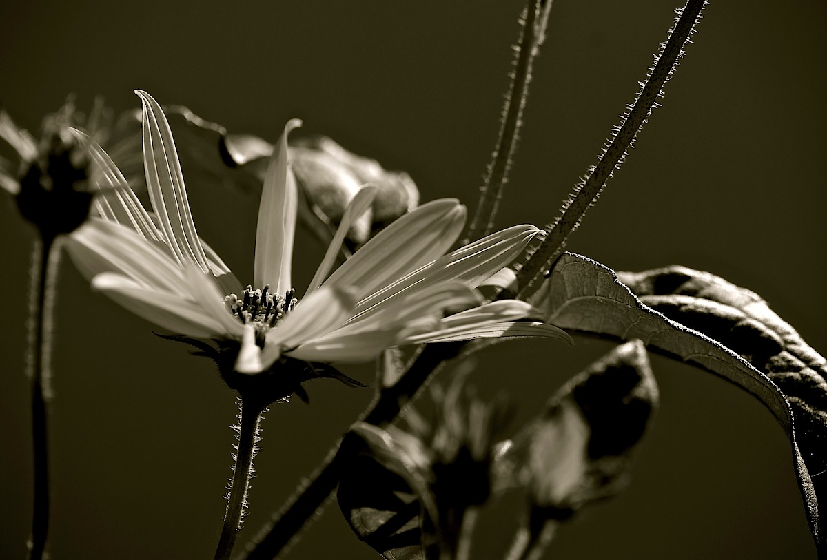 Septemberblüte