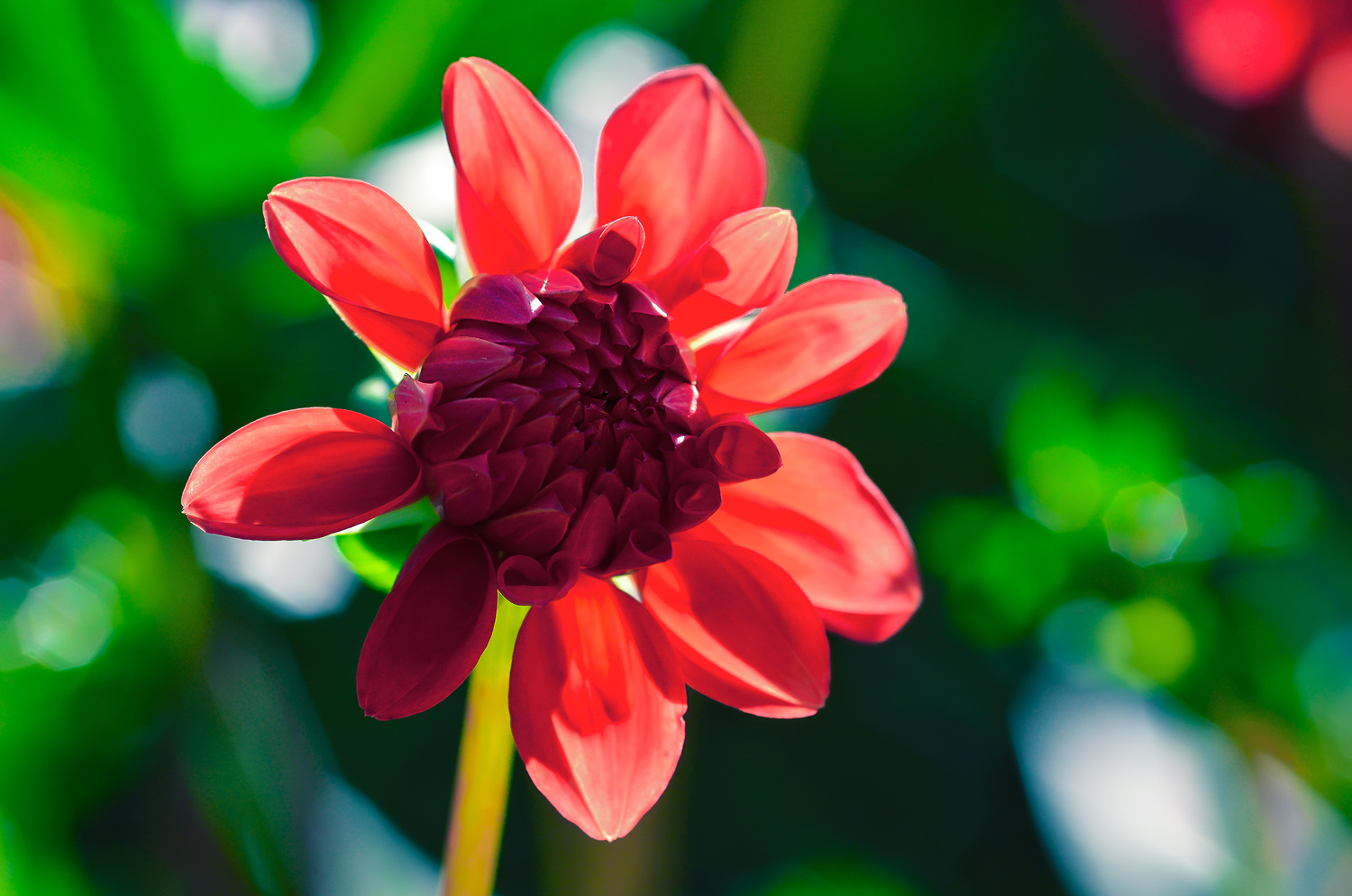 Septemberblüte