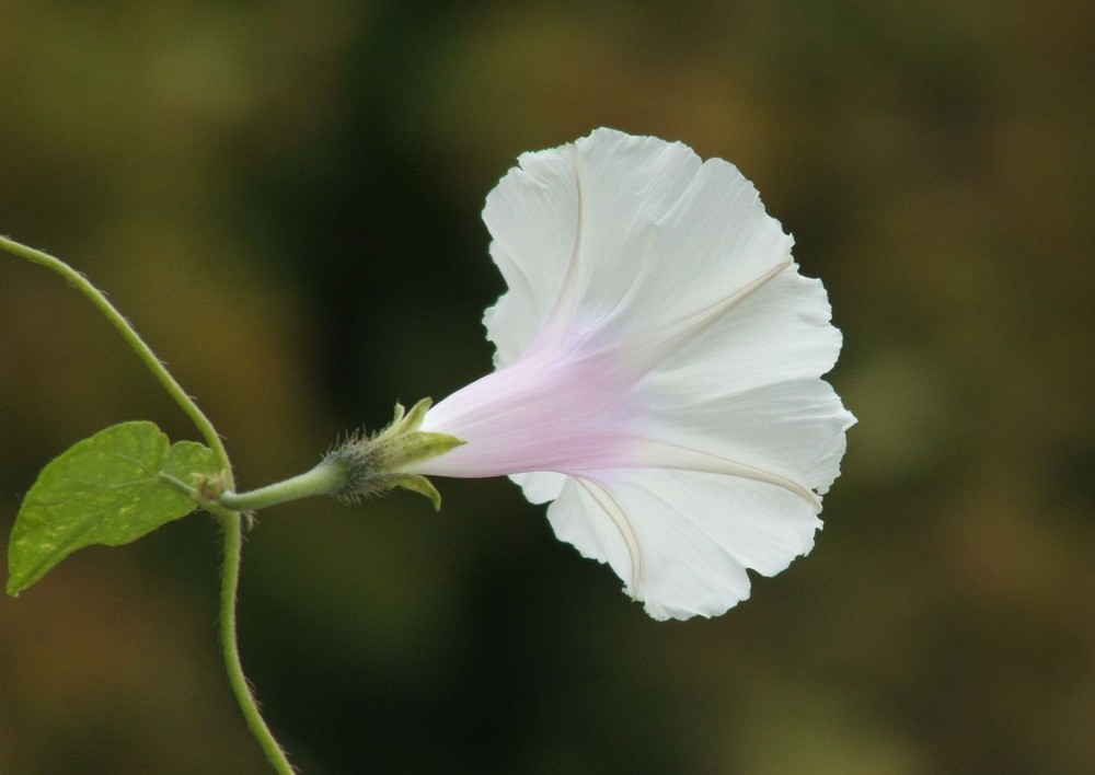 Septemberblüte